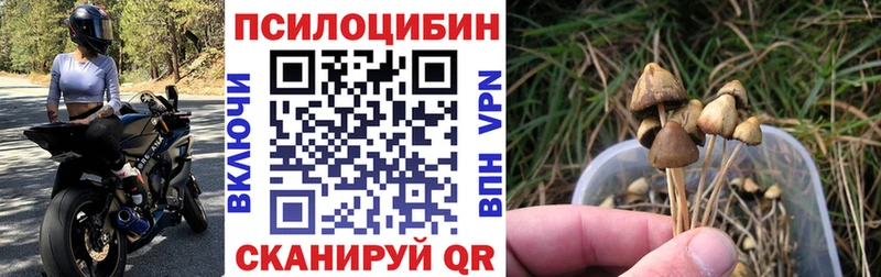 Галлюциногенные грибы прущие грибы  где купить   Верхоянск 